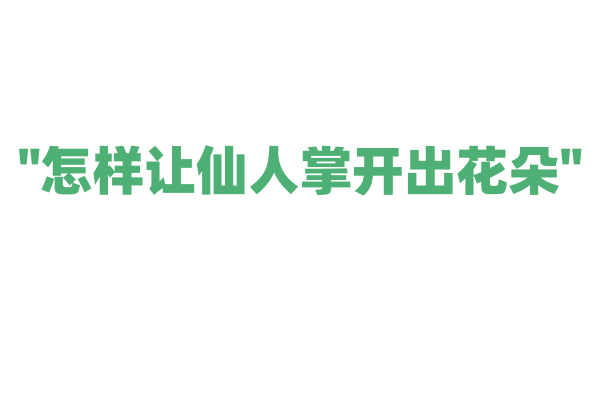 "怎样让仙人掌开出花朵"